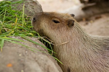 Animals at the zoo. Color animal tears.  Eating grass Foto de stock - Super Valor sin royalties y Suscripción, Código: 400-04861771