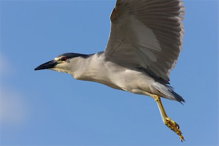 Black crowned Night Heron Canada Fotografie stock - Microstock e Abbonamento, Codice: 400-04861784