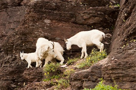 simsearch:400-05901721,k - Three mountain goats moving down from a cliff to some grazing area. The mountain goat (Oreamnos americanus), also known as the Rocky Mountain Goat, is a large-hoofed mammal found only in North America. It resides at high elevations and is often seen on cliffs that predators cannot reach. Stock Photo - Budget Royalty-Free & Subscription, Code: 400-04861782