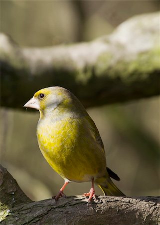 european greenfinch - Greenfinch perched on a branch in the wild closeup Stock Photo - Budget Royalty-Free & Subscription, Code: 400-04861807