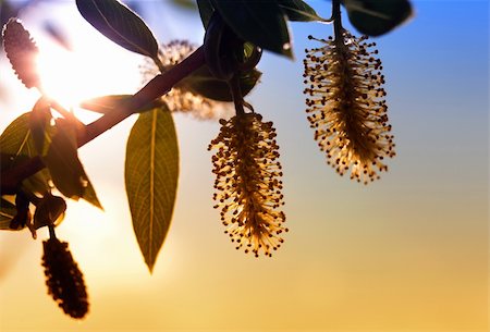 Blooming willow tree. Pussy willow. Foto de stock - Super Valor sin royalties y Suscripción, Código: 400-04861830