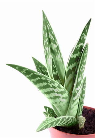 simsearch:400-06128310,k - Aloe Vera Variegata plant in the pot Stock Photo - Budget Royalty-Free & Subscription, Code: 400-04861850