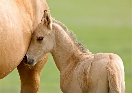 Horse and colt Saskatchewan Canada Foto de stock - Super Valor sin royalties y Suscripción, Código: 400-04861976