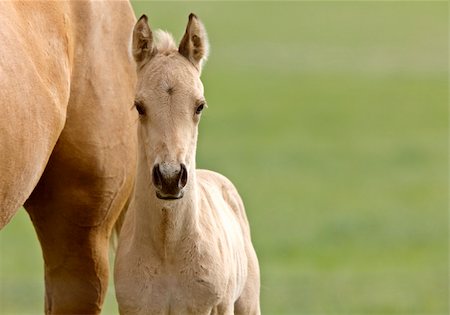 fohlen - Horse and colt Saskatchewan Canada Stockbilder - Microstock & Abonnement, Bildnummer: 400-04861977