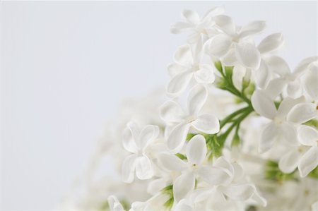 simsearch:400-08197381,k - Beautiful fragrant white lilac on white background. Soft focus Foto de stock - Super Valor sin royalties y Suscripción, Código: 400-04862016