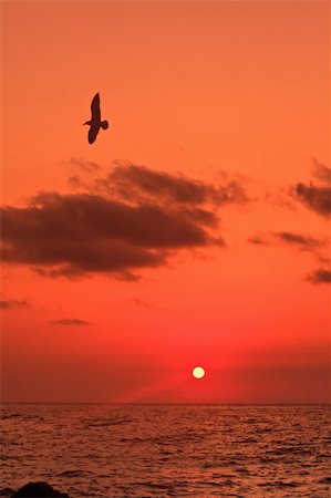 Sunrise at sea and a bird in flight Stock Photo - Budget Royalty-Free & Subscription, Code: 400-04862063