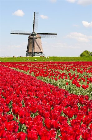 erikdegraaf (artist) - Windmill with red tulip field in the Netherlands Photographie de stock - Aubaine LD & Abonnement, Code: 400-04862153