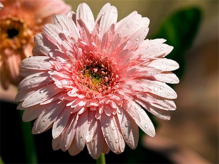 simsearch:400-05369226,k - gerber flower after rain in sunny morning Stock Photo - Budget Royalty-Free & Subscription, Code: 400-04862470