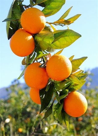 simsearch:400-05046087,k - branch orange tree fruits green leaves in Valencia Spain Stockbilder - Microstock & Abonnement, Bildnummer: 400-04862594