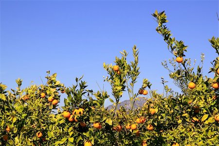 simsearch:400-05046087,k - orange tangerine tree fruits green leaves blue sky Stockbilder - Microstock & Abonnement, Bildnummer: 400-04862595