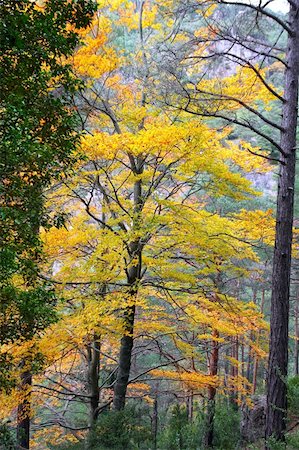 simsearch:400-04743104,k - autumn fall colorful golden yellow leaves beech forest trees Stockbilder - Microstock & Abonnement, Bildnummer: 400-04862626