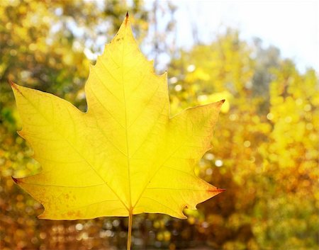 simsearch:400-04743104,k - autumn yellow golden leaf macro closeup outdoor forest background Stockbilder - Microstock & Abonnement, Bildnummer: 400-04862627