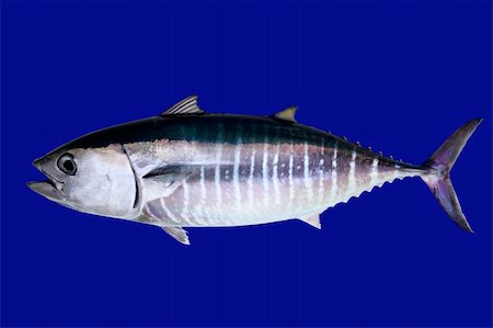 simsearch:400-05332014,k - Bluefin tuna isolated on blue background real fish Thunnus thynnus Stock Photo - Budget Royalty-Free & Subscription, Code: 400-04862623