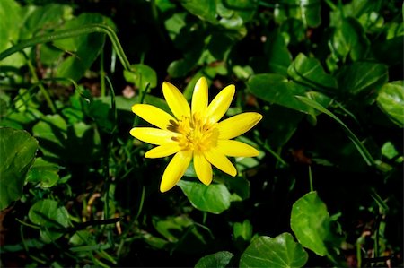 simsearch:400-04275620,k - yellow flower on the green grass background Photographie de stock - Aubaine LD & Abonnement, Code: 400-04862692