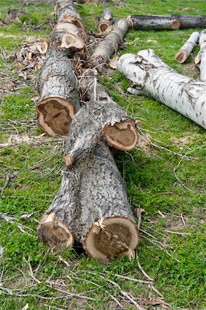 simsearch:400-05736665,k - Cut logs on a meadow Fotografie stock - Microstock e Abbonamento, Codice: 400-04862782