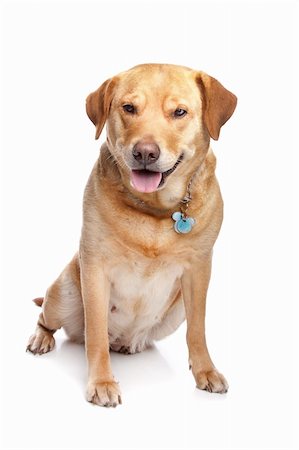 simsearch:400-08314976,k - Labrador retriever in front of a white background Stockbilder - Microstock & Abonnement, Bildnummer: 400-04863154