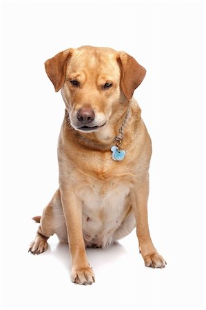 simsearch:400-08314976,k - Labrador retriever in front of a white background Stock Photo - Budget Royalty-Free & Subscription, Code: 400-04863155