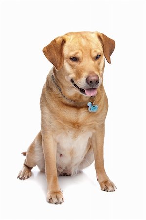 simsearch:400-08314976,k - Labrador retriever in front of a white background Stock Photo - Budget Royalty-Free & Subscription, Code: 400-04863156