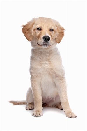 simsearch:400-08314976,k - Labrador retriever in front of a white background Stock Photo - Budget Royalty-Free & Subscription, Code: 400-04863157