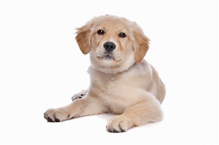 simsearch:400-08314976,k - Labrador retriever in front of a white background Stock Photo - Budget Royalty-Free & Subscription, Code: 400-04863158