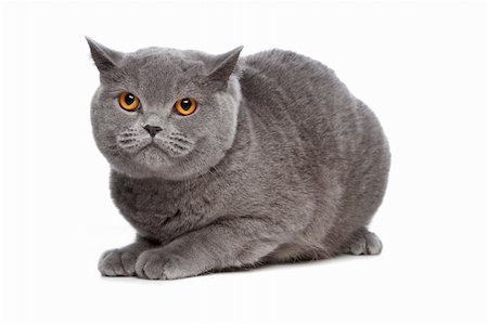 blue British Shorthair cat in front of a white background Fotografie stock - Microstock e Abbonamento, Codice: 400-04863163