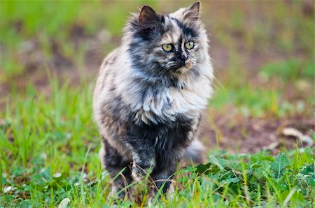 persian cat on green grass Stock Photo - Budget Royalty-Free & Subscription, Code: 400-04863632
