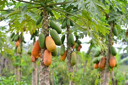 paw paw trees plantation - Bunch of papayas hanging from the tree Foto de stock - Super Valor sin royalties y Suscripción, Código: 400-04874396