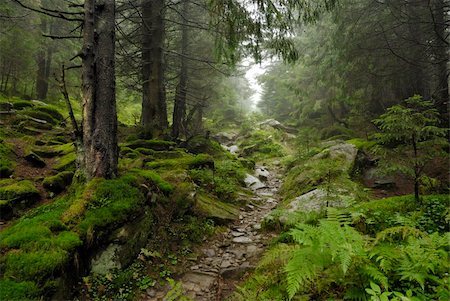track in wild forest in Carpathians Stock Photo - Budget Royalty-Free & Subscription, Code: 400-04874414