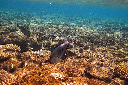 fish is searching for feed on a coral reef in the red sea Stock Photo - Budget Royalty-Free & Subscription, Code: 400-04874411