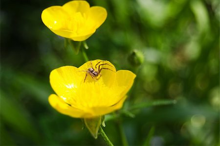 simsearch:400-04428532,k - Spider over yellow flower Photographie de stock - Aubaine LD & Abonnement, Code: 400-04874470