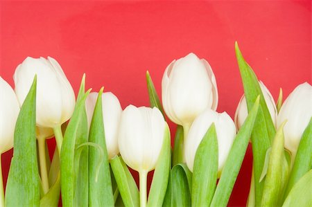 simsearch:400-04340566,k - white tulips on red Stockbilder - Microstock & Abonnement, Bildnummer: 400-04874764