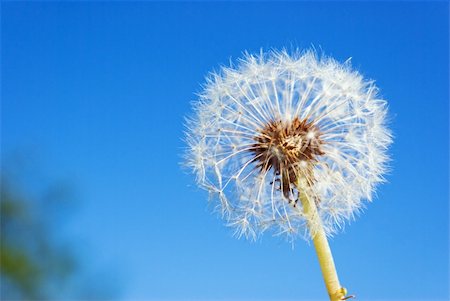 fluffy dandelion against the blue sky Stock Photo - Budget Royalty-Free & Subscription, Code: 400-04874875