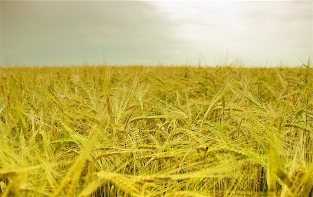simsearch:400-05355620,k - Ripened spikes of wheat field Fotografie stock - Microstock e Abbonamento, Codice: 400-04874871