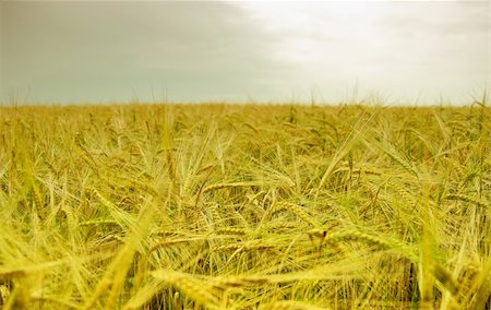 simsearch:400-06069976,k - Ripened spikes of wheat field Photographie de stock - Aubaine LD & Abonnement, Code: 400-04874871