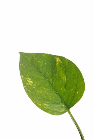 simsearch:400-06409108,k - part of a wet green leaf isolated over white background Foto de stock - Royalty-Free Super Valor e Assinatura, Número: 400-04875284