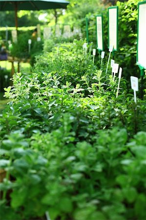 spice gardens - Herbs on the market for sale Stock Photo - Budget Royalty-Free & Subscription, Code: 400-04875324