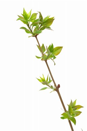 simsearch:400-05103248,k - Branch lilac tree with spring buds isolated on white Stock Photo - Budget Royalty-Free & Subscription, Code: 400-04875539