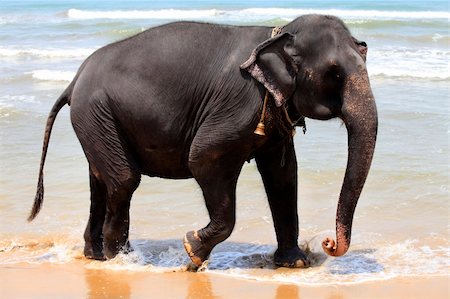 simsearch:400-06062920,k - The elephant on the beach. Sri Lanka (Ceylon) Foto de stock - Super Valor sin royalties y Suscripción, Código: 400-04875587