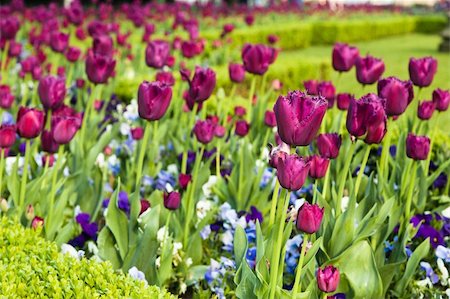 Well-groomed spring garden. Claret tulips Stock Photo - Budget Royalty-Free & Subscription, Code: 400-04875592