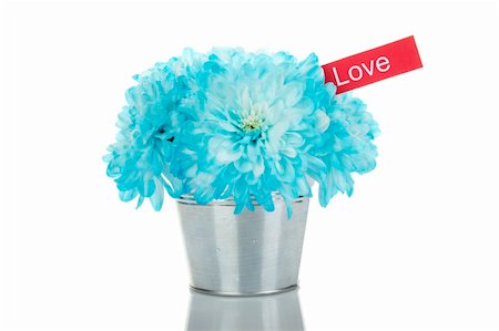 sunny_baby (artist) - Blue chrysanthemums in a bucket in the colors of card with the text "love. " Isolated Foto de stock - Royalty-Free Super Valor e Assinatura, Número: 400-04875645