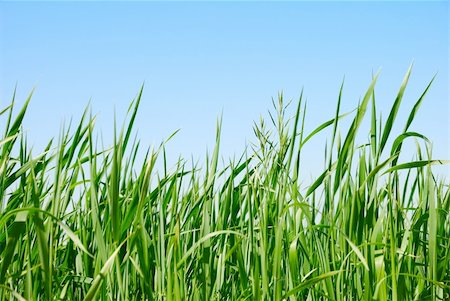 sedge grasses - Green grass on the sky background Stock Photo - Budget Royalty-Free & Subscription, Code: 400-04875668