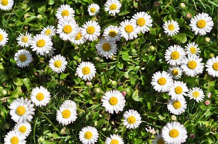 bush daisies in green grass Stock Photo - Budget Royalty-Free & Subscription, Code: 400-04875671