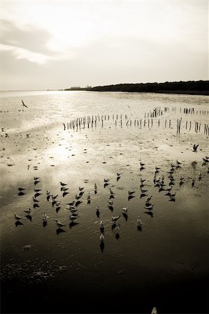 Sea gull in the water at mangrove forest. Foto de stock - Super Valor sin royalties y Suscripción, Código: 400-04875693