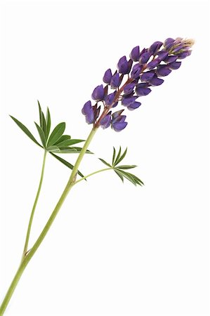 Closeup of pink lupine with long stem on white background Stock Photo - Budget Royalty-Free & Subscription, Code: 400-04875704