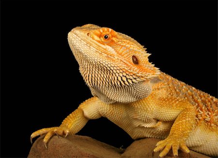 Bearded Dragon.  Native to Australia.  1-2 feet long. They get their name from their expandable dewlap and prickly scales. Stockbilder - Microstock & Abonnement, Bildnummer: 400-04875912