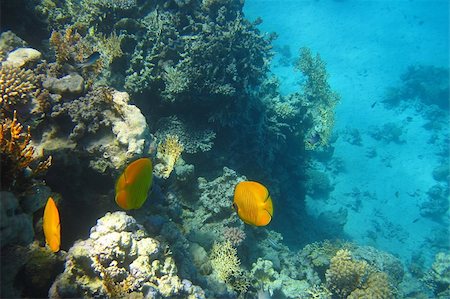 falterfisch - yellow fish on a coral reef in the red sea Stockbilder - Microstock & Abonnement, Bildnummer: 400-04875981