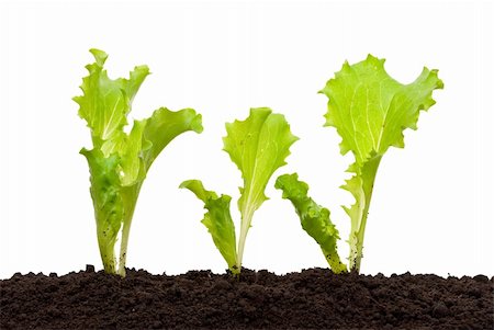 simsearch:400-05916885,k - Lettuce seedling in soil Stock Photo - Budget Royalty-Free & Subscription, Code: 400-04876055