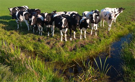 simsearch:400-07676838,k - Dutch cows in the meadow Stock Photo - Budget Royalty-Free & Subscription, Code: 400-04876220