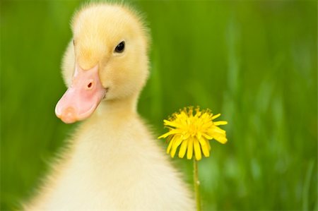 Little yellow duckling with dandelion on green grass Stock Photo - Budget Royalty-Free & Subscription, Code: 400-04876221