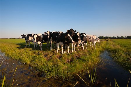 simsearch:400-07676838,k - Dutch cows in the meadow Stock Photo - Budget Royalty-Free & Subscription, Code: 400-04876255